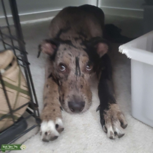 Labrahoula Listing Image