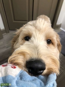 Stud Goldendoodle Listing Image