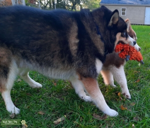 Pomsky Male Listing Image