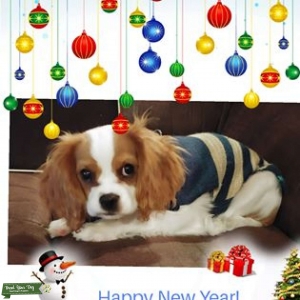 Blenheim Cavalier King Charles Listing Image