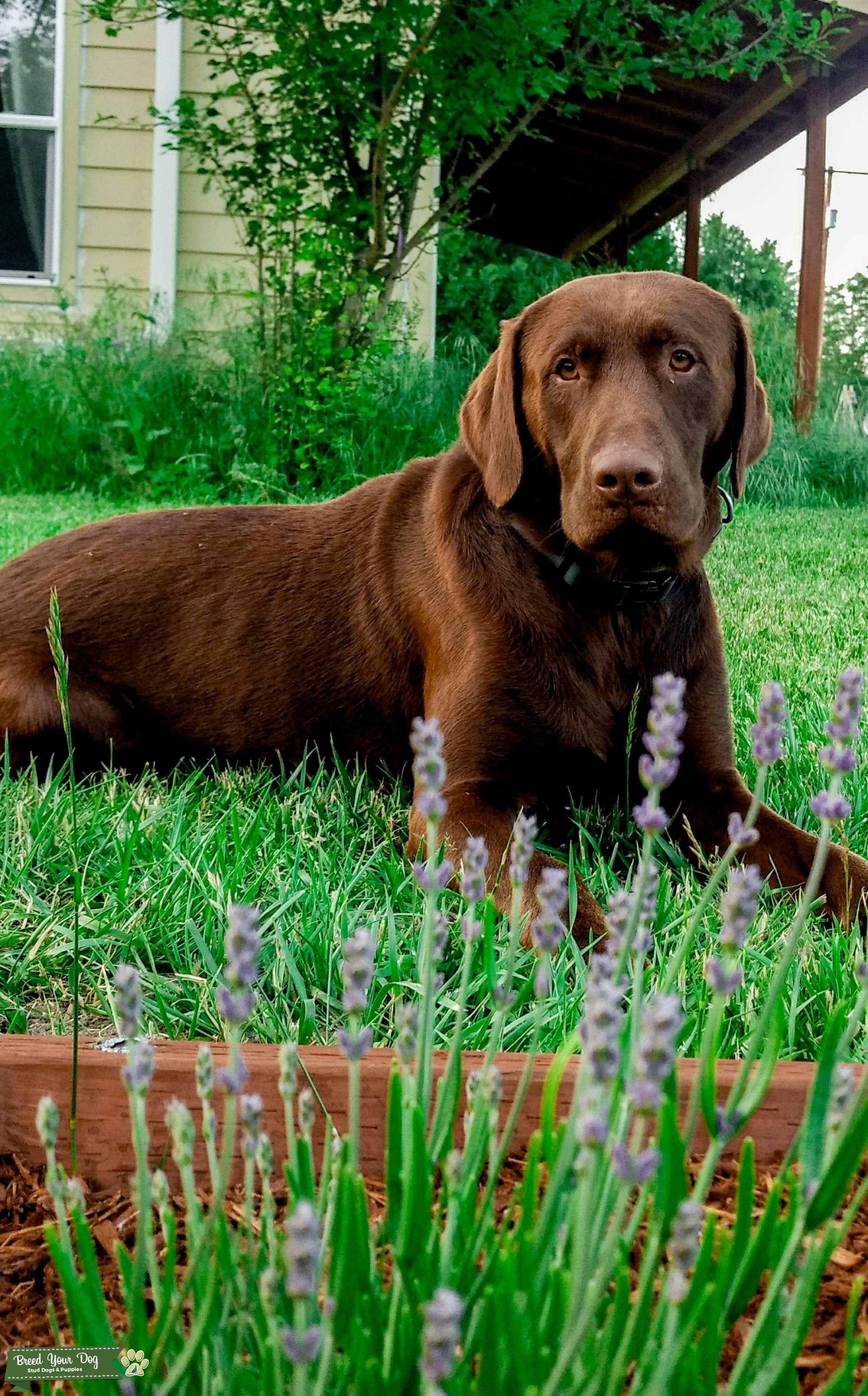 3 year old akc Chocolate lab Stud Dog in Oregon, the United States