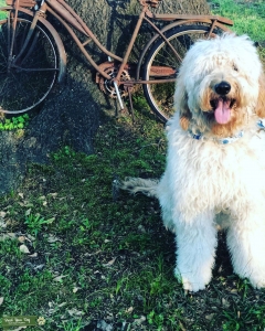 Stud golden doodle Male  Listing Image