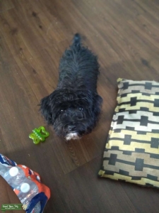 Black Yorki-poo Listing Image