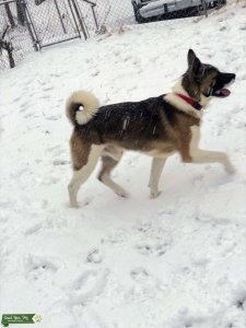 Looking For Female (bitch) Akita Listing Image