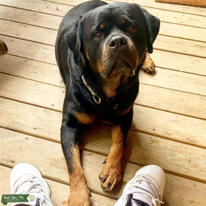 AKC GERMAN ROTTWEILER  Listing Image