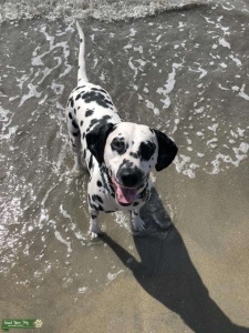 AKC Dalmatian Stud Listing Image