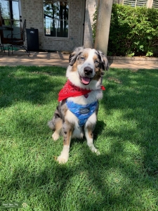 Blue Merle Australian Shepherd Listing Image