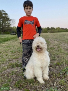 Lagotto Romagnolo Listing Image