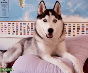Female Husky Looking For Stud Near Me 2025