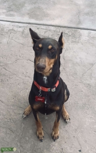 Dobermann male needed Listing Image