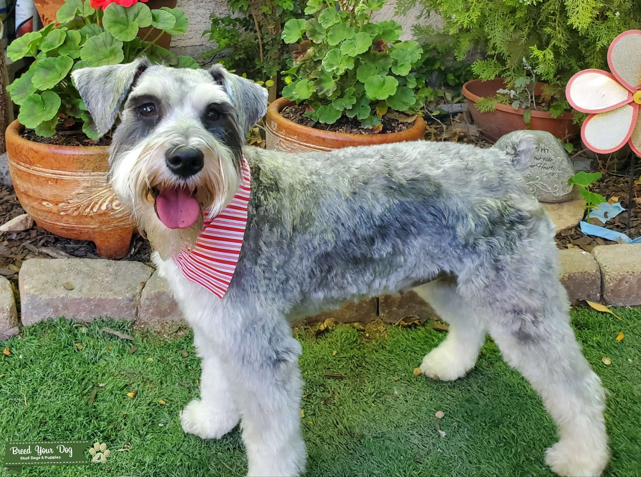 Looking for Mini Schnauzer Stud Stud Dog in Las Vegas, NV, US, the
