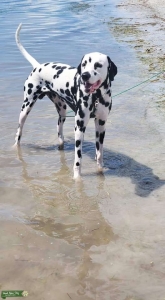 Dalmatian for stud  Listing Image