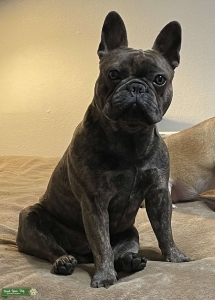 King Louie is ready for kids Listing Image