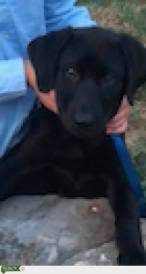 Black Labrador Male Listing Image