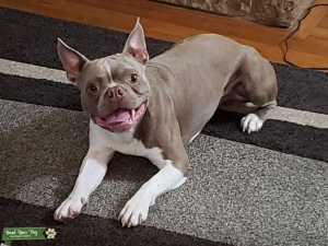 Lilac Boston terrier  Listing Image