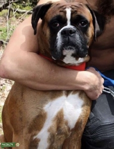 Healthy 3 yr old Stud  Listing Image