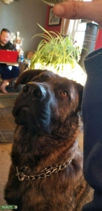 Mastiff  Listing Image