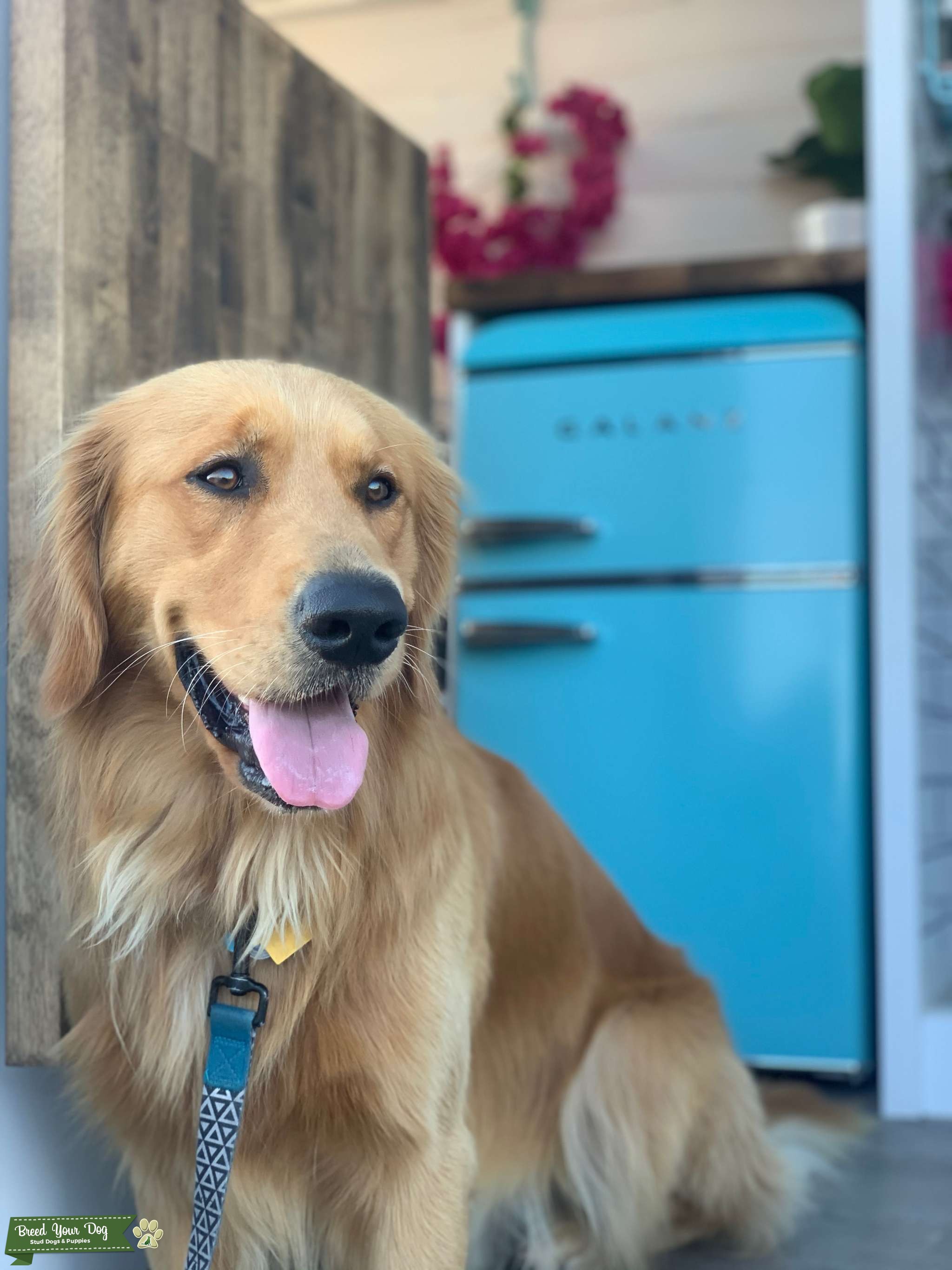 Golden Retriever looking for Female Labrador (Goldadors) Stud Dog