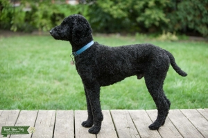 Black Poodle Listing Image