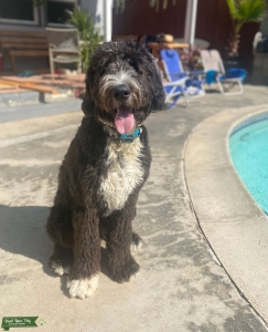 Bernedoodle Stud- Black and White Listing Image