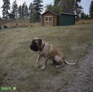 AKC English Mastiff for STUD Listing Image