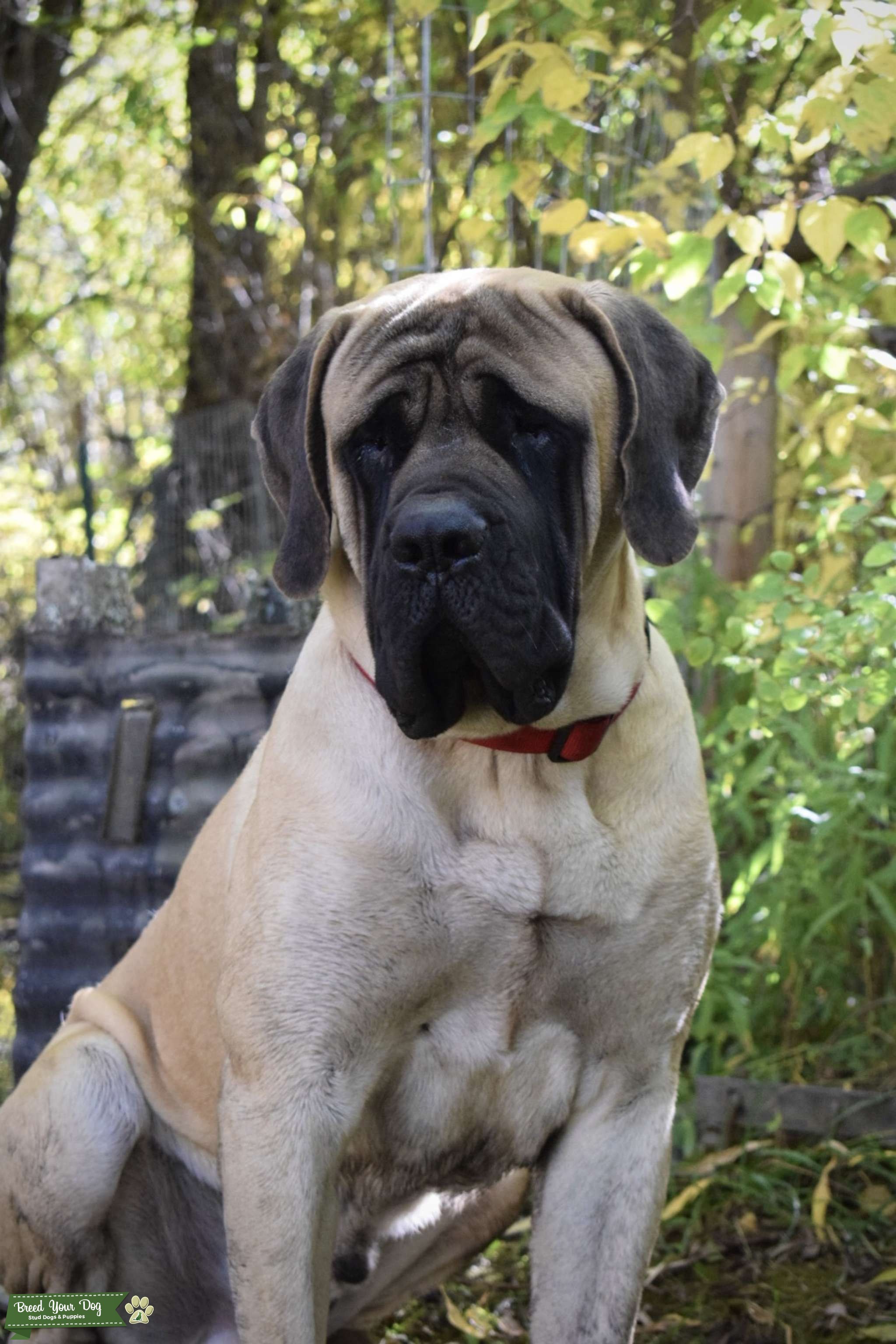 AKC English Mastiff for STUD Stud Dog in Usa , the United States