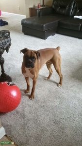 male boxer Listing Image
