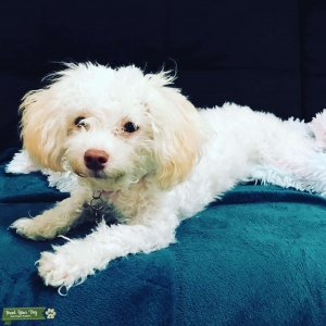 Maltipoo  Listing Image