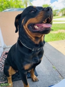 Beautiful intelligent German Rott Listing Image