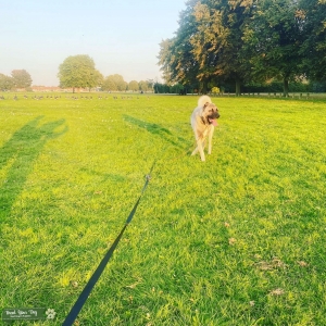 Anatolian husky wolf mastiff kangal Listing Image