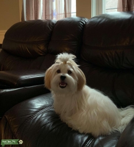 Shih tzu/Lhasa Apso mix  Listing Image