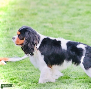 AKC Cavalier King Charles Spaniel tricolor stud  Listing Image