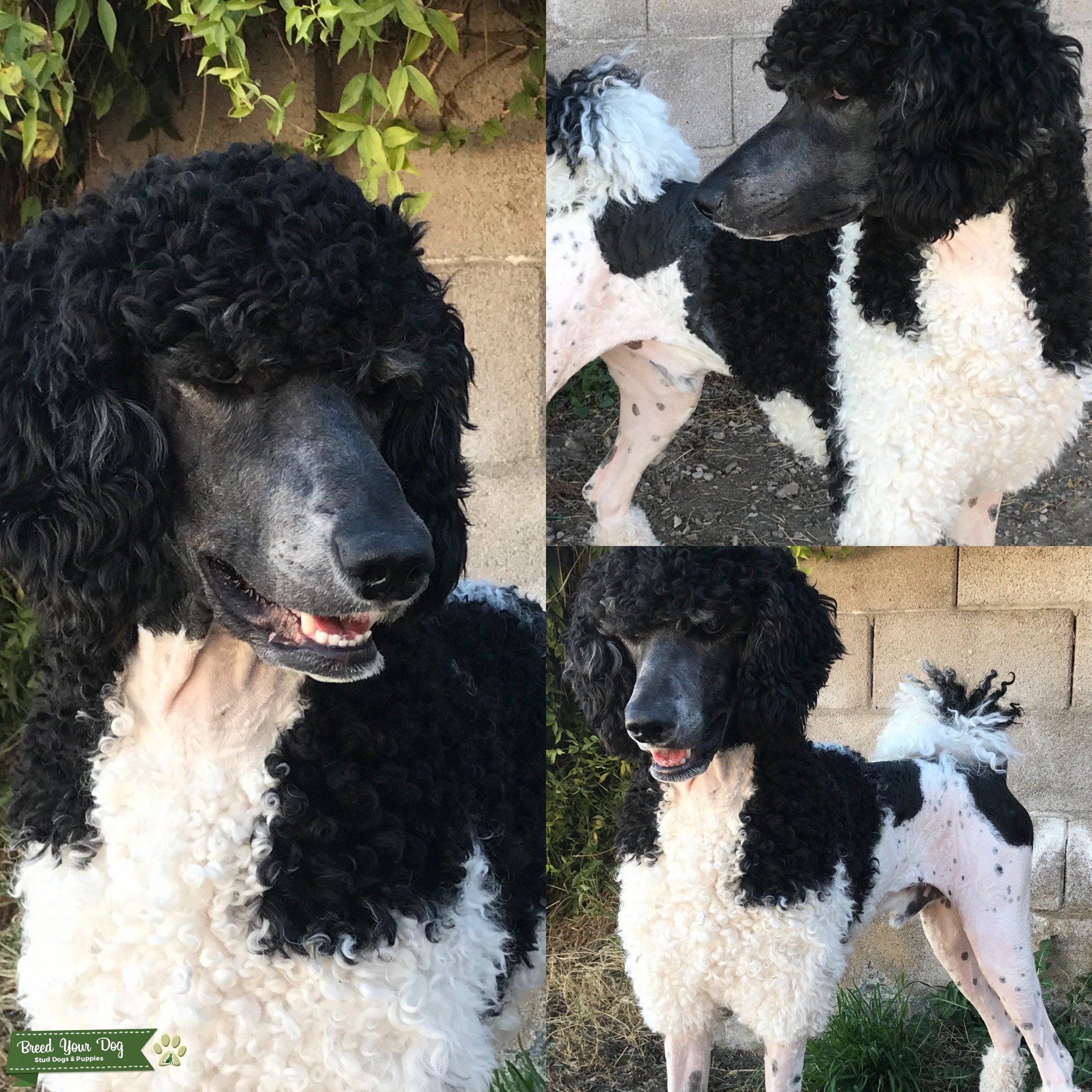 Parti Standard Poodle Stud Dog in Las Vegas NV, the United States