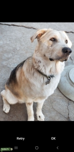 malamute wolf  Listing Image