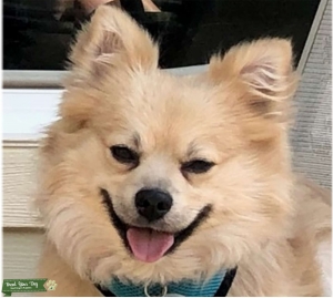 Pomchi  Listing Image