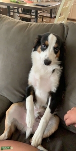Mini Australian shepherd  Listing Image