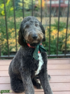 STUD - Black Collie/Poodle Mix  Listing Image