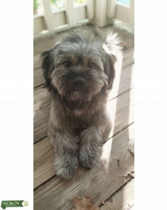 Smokey Gray mixed with Pomeranian & Shih Tzu  Listing Image