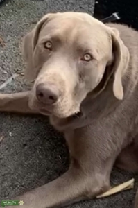 17 month old Silver Labrador  Listing Image