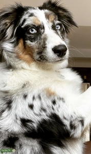Looking for a red Australian shepherd stud Listing Image