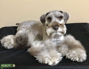 Miniature Schnauzer liver pepper Listing Image
