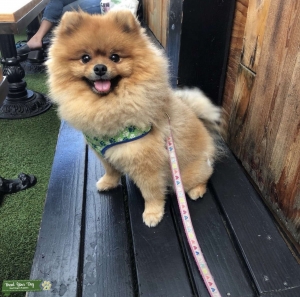 Pomeranian Bear  Listing Image
