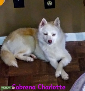 F1 Pretty Pretty Pomsky Listing Image