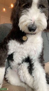 Sheepadoodle ready to find love  Listing Image