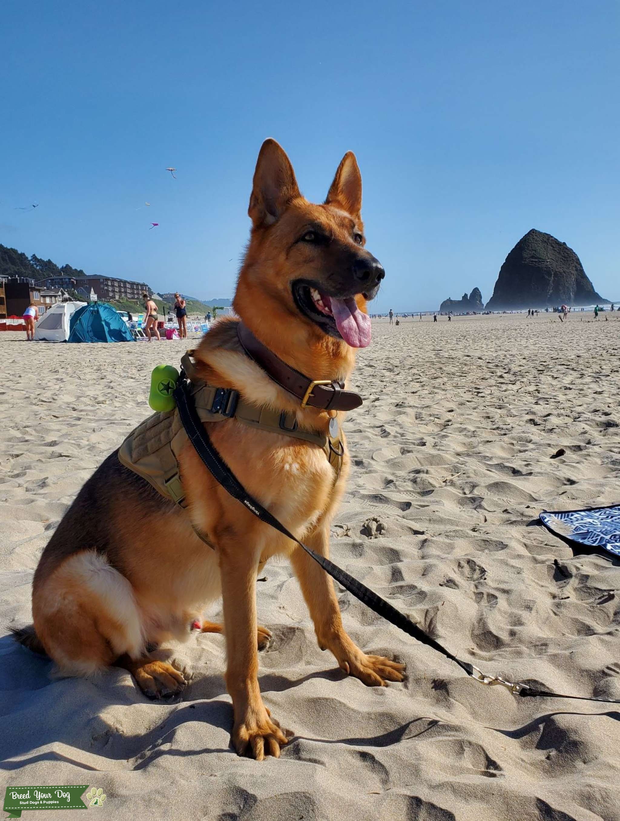 AKC German Shepherd Stud Stud Dog Vancouver, WA Breed Your Dog