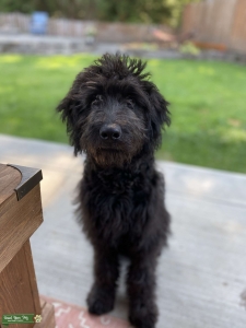 Golden / Labradoodle  Listing Image