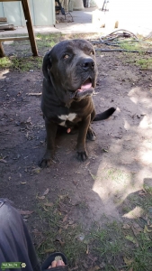 Cane Corso Stud Service Listing Image