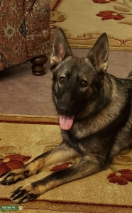 Black and Tan German Shepherd  Listing Image
