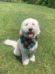 Goldendoodle F1b Stud Listing Image