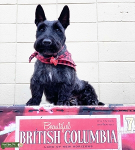 In Tact MALE SCOTTIE. Looking for female in season. Listing Image